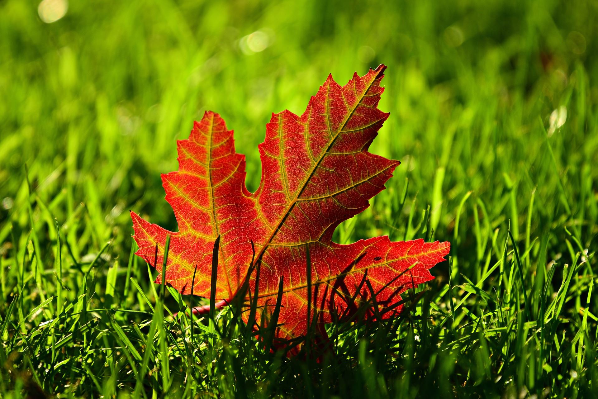 A red, autumn Maple leaf in green grass